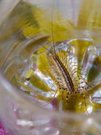 Вот такое чудо ко мне в стакан свалилось.