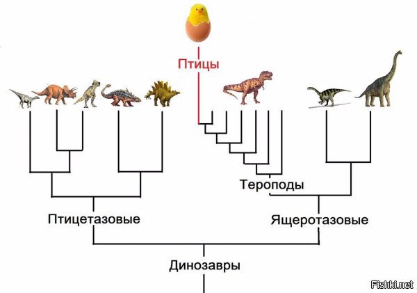 В каждой стране свои голуби