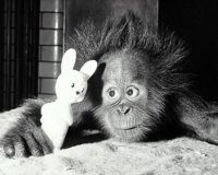 35 фотографий животных, глядя на которые невозможно не улыбнуться