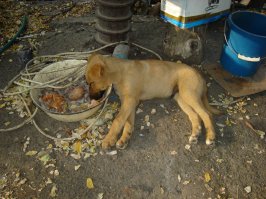 Так сильно хотелось спать