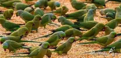 похожи на ожереловых попугаев.. у меня жила одна такая..и да.. горластая и со скверным характером! не так давно.. может с пол года назад как раз на фишках была статейка про них.. что-то не могу найти )))