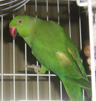 почему же не верим-то? еще как верим! не так давно общался с человеком из Германии.. у них они тоже появились в больших количествах.. но именно ожереловые попугаи (такие как я выкладывал фото).. так что.. и да.. они хоть и не самые дорогие, но и далеко не самые дешевые )))

у меня вот такая жила.. вредная, шумная деструкторша (с черным "ожерельем вокруг шеи.. самцы)! даже умудрялась собакена гонять (ризеншнауцера)