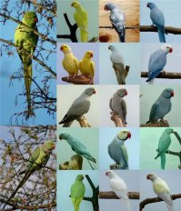 ну.. полоски на шее.. это отличительная черта самцов.. а окрас у них разный )) очень много всякий расцветок.. зеленый это основной цвет...
хотя у Вас на фото вполне возможно и другие попугаи.. хотя визуально достаточно похожи ))