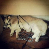 ни один провод не пострадал )