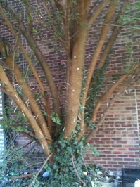 спасибо, кэп