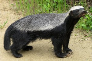 Садись - 2!
Это не барсуке и не куница-харза. Это - медоед!