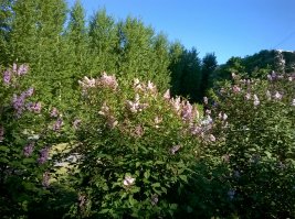 Вот еду я из г. Тарко-Сале (ЯНАО) - фото 1, в г. Тюмень фото 2 и на какой резине мне ехать??? Разнице между фото одни сутки. На машине ехать 14-19часов.