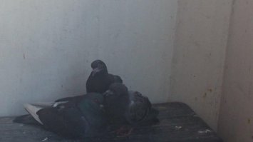 Прости 4ikiPuki, но видос с начало придётся грузить в ютуб, а потом выкладывать сслку - это затруднительно. Я это делаю по отношению ко всем животным. Это болезненная для меня тема, когда страдают братья наши младшие. Голубей мало кто любит, скорее ненавидят когда они засирают их балконы.