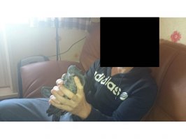 Прости 4ikiPuki, но видос с начало придётся грузить в ютуб, а потом выкладывать сслку - это затруднительно. Я это делаю по отношению ко всем животным. Это болезненная для меня тема, когда страдают братья наши младшие. Голубей мало кто любит, скорее ненавидят когда они засирают их балконы.