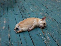 вот и осень, и дождь в окно стучится
вот и осень, и улетают птицы...