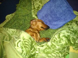 21 собака, которая спит, где ей вздумается, и ей наплевать на ваше мнение