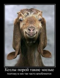 35 фотографий животных, глядя на которые невозможно не улыбнуться