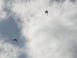 О, кто-то не поверил. Ну, нате мои снимки. Кто всё равно не верит, сюда гляньте:
