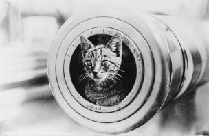 ...другая кошка на похожем корабле, поскольку фотографий Дженни не сохранилось. 

На "Титанике" была артиллерия??!