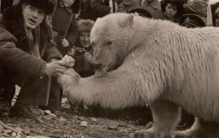 10 забавных, но правдивых комиксов, о правилах поведения с медведями