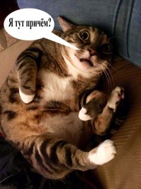 Страшно подумать, что она с котом сделала.