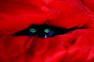 Большой брат видит тебя!