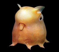 покемон Дамбо