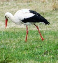 Хороший обед будет