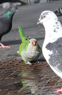 А эти вот неплохо в Испании прижились