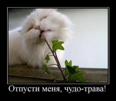 Животные - кайфовщики. Зоологический алкоголизм и наркомания