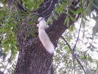 Седая белка сваливает увидев то, как и что я чудю в состоянии дичайшей ужратости!))