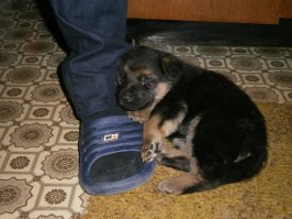 мои 5 копеек, просто остановился и собачуня уснула на тапке :)
всё, двигаться нельзя