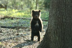 Осень в Красноярске 2016