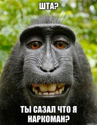 Животные - кайфовщики. Зоологический алкоголизм и наркомания