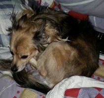 Классный пост))) Я раньше думал что постоянно спят только кошки, пока не завел собаку. Реально часов 20 в сутки собака просто спит, причем спит где угодно и как угодно, примерно как на этих фотках..)) Да даже сейчас спит на моей подушке...