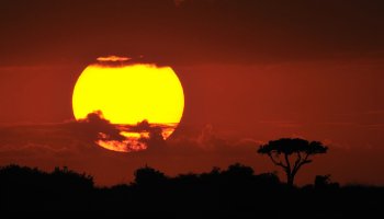 Именно так, и с луной. Я могу выложить тебе здесь фотографии, но толку от этого? Ты же всё равно скажешь, что это тоже фотомонтаж и фейк.  Хотя всё же несколько кину. На них солнце, но суть та же. Просто их гораздо больше в сети.
Это свойство длиннофокусных объективов (оптических систем, а не цифровых зумов, это важно). Они как бы"уплотняют" ближний и  задний план на снимке, задний план получается как  бы более сильно увеличенным. Именно так снимают зверушек на фоне огромного заходящего солнца, принцип  тот же. Сделать такие  снимки с луной довольно трудно, по  причине во  первых, очень сильного перепада яркостей самой луны и поверхности земли.Но эта проблема  решаема  несколькими способами. Во вторых - чрезвычайная дороговизна таких объективов. Например Никоновский 800 мм стоит порядка полутора миллионов в рублях. И это не  самый дорогой.