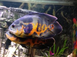 У меня то же красивые весьма