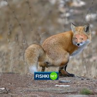 Разоблачение интернет фейков