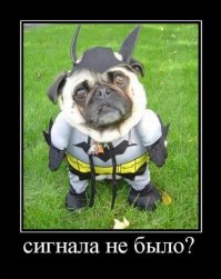 Великолепные  французские бульдоги и их знаменитые хозяева