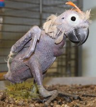 Как на самом деле выглядит ёжик без иголок