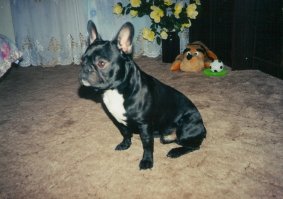 Мой Хрюка, прожил со мной почти 15 лет. Как мне его не хватает.