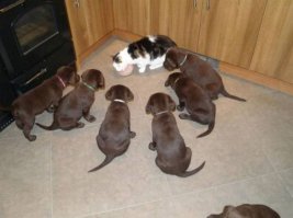 Дискриминация