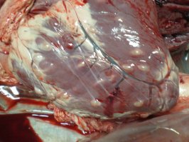 Без картинок не интересно...
А кто ест, я не виноват. Автор предупреждал...