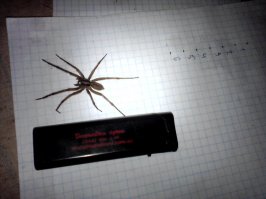 У меня вот такие иногда по осени в дом заползают.
Шустрые твари!