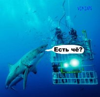 Второй раз на те же грабли: большая белая акула вновь ворвалась в клетку с дайвером