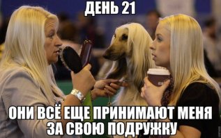 Гладкая, как шелк: афганская борзая, ставшая звездой интернета