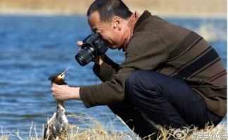 Лисья республика