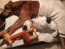 Добра таким людям на долгие годы!!! Пёсик просто красавец))
А ещё, судя по этой фотографии, кое-кто в их доме просёк таки в чём счастье))))))))))))