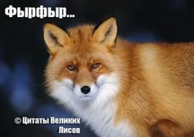 Лисья республика