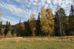 Чай не в Америках живем