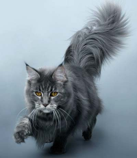 Такая шикарная шерсть и такой куцый хвост... Как будто от другой собаки пришили.))) Сюда просится хвост мейн-куна: