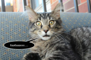 Авария дня. Низколетящий Финик устроил замес в Челябинске