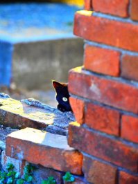 А может, всё-таки котика?