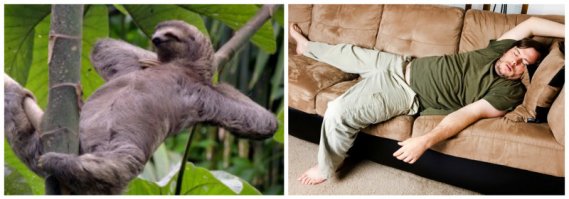 Меня ленивец не просто укусил, он меня съел