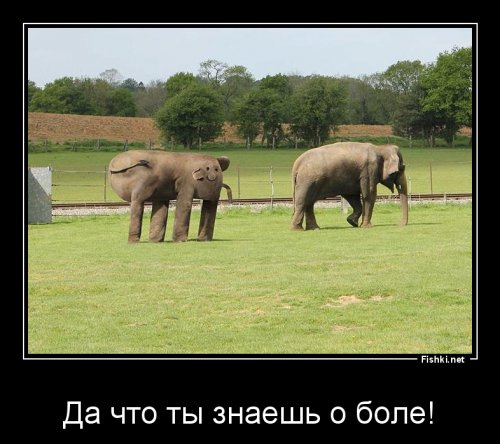 Блогер с головой слона фотографируется в самых печальных местах России